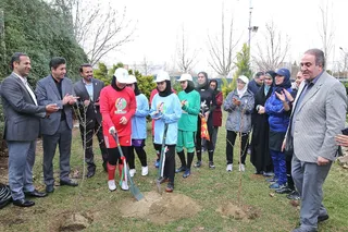 درختکاری