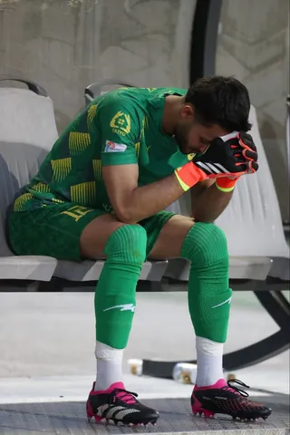 هوادار