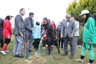 درختکاری