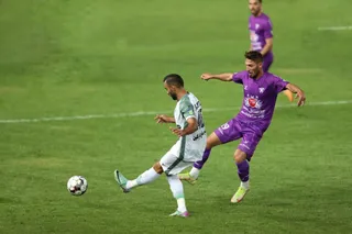هوادار