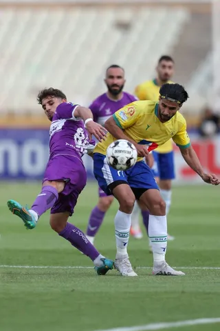 هوادار