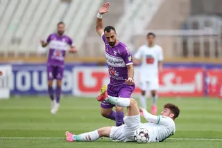 هوادار