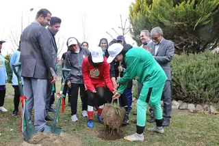 درختکاری