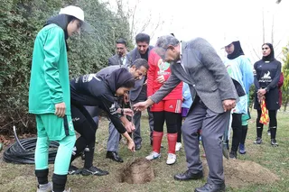 درختکاری