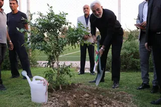 کاشت درخت